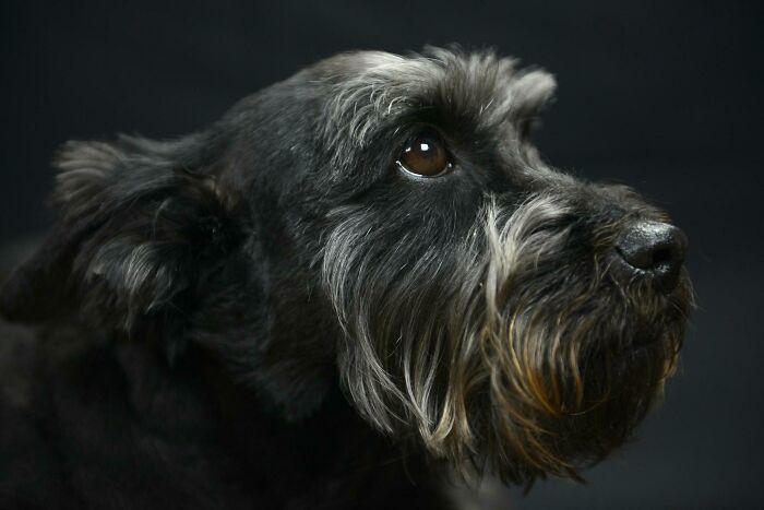 My Cairn Terrier Looking Regal Af