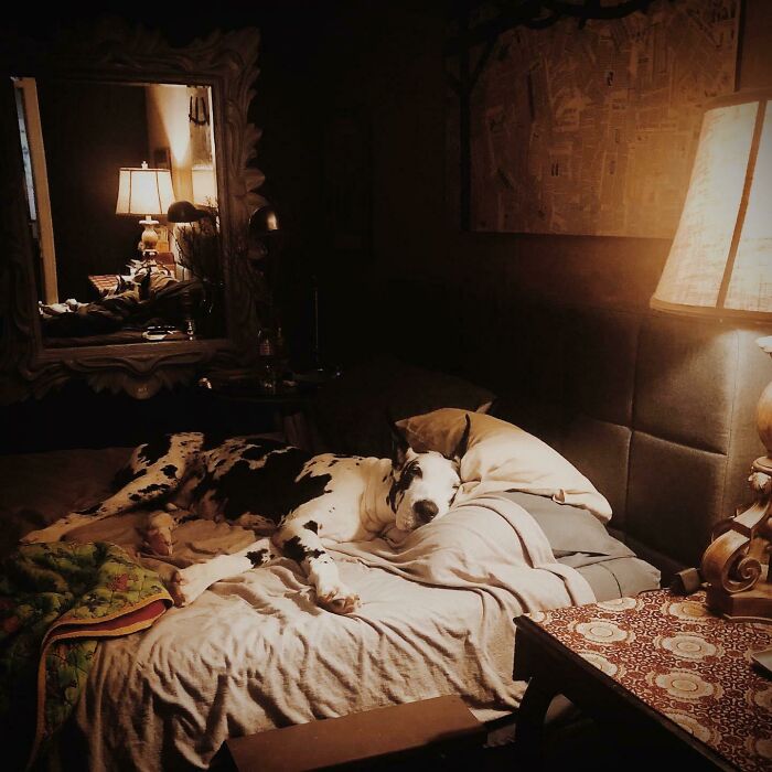 Great Dane In Repose; 2020