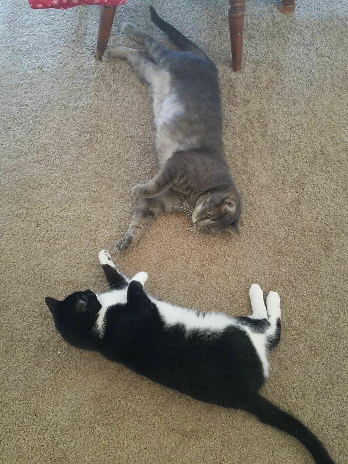 The Creation Of Cat Siblingship