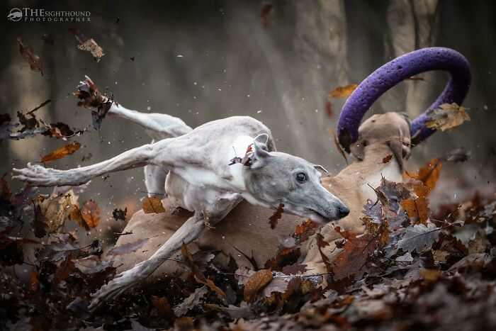 The Ring - By Szilárd Simkó (The Sighthound Photographer - )