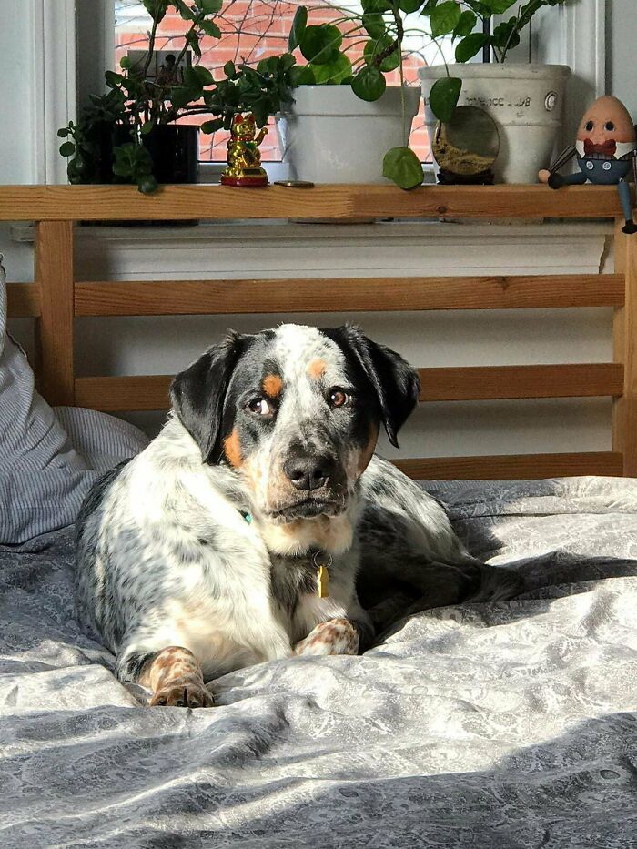 How The Light Hits This Pup In A Photo My Sister Took