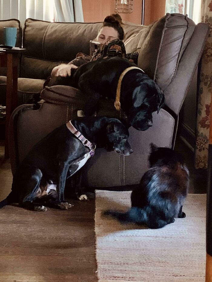 Any Time A Cat Comes Through The Front Door