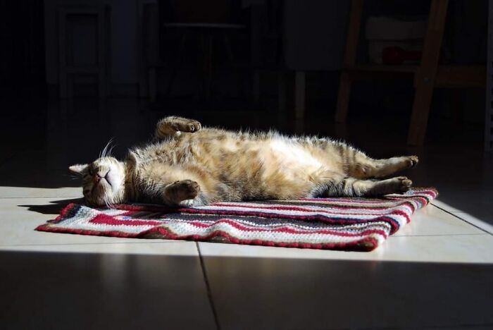 Mi Friend's Cat, Luisa, Enjoying A Sun Bath