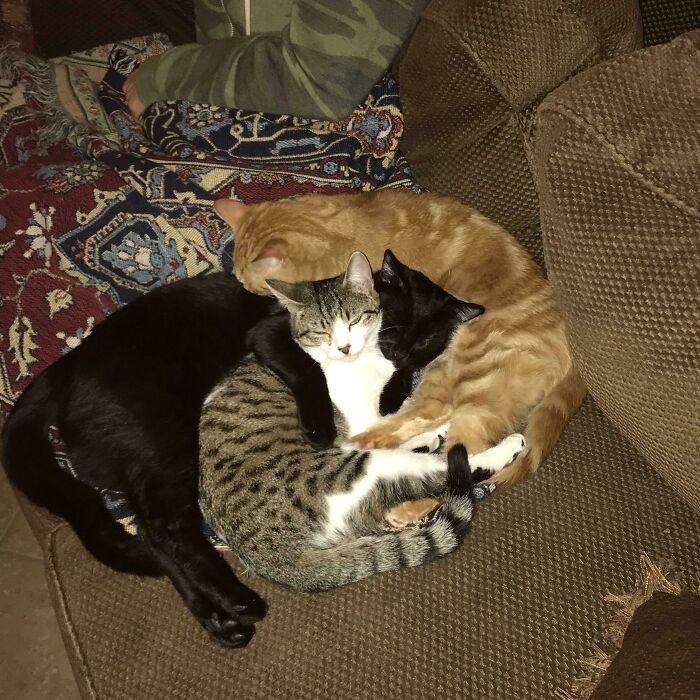 The Three Feline Graces