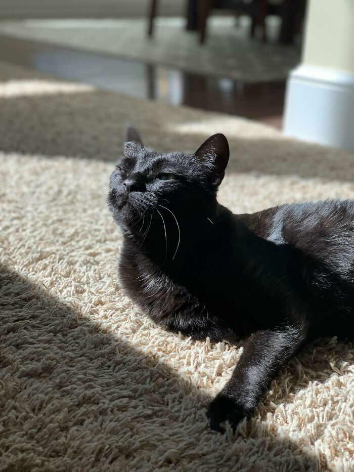 A King Basking In The Summer Sun