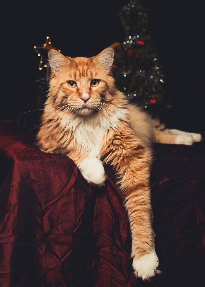 Someone Is Waiting For Christmas 😉❤️