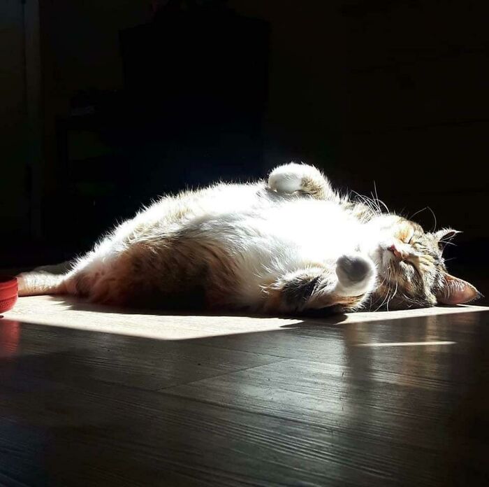 Chonk In Light