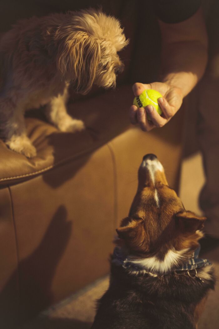 The Desire Of Beasts