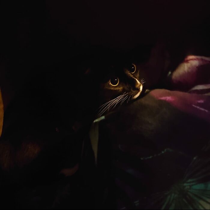 Hiding Under The Blanket On My Bed