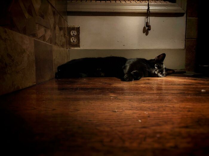 The Hunger Of The House Panther