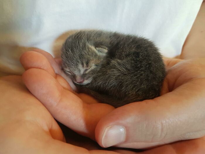 No hay nada más pequeño. Manos como escala