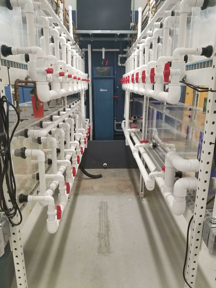 An Aquarium Room I Piped. 31 Tanks With Individual Air, Water Recirc, Overflow And Drain