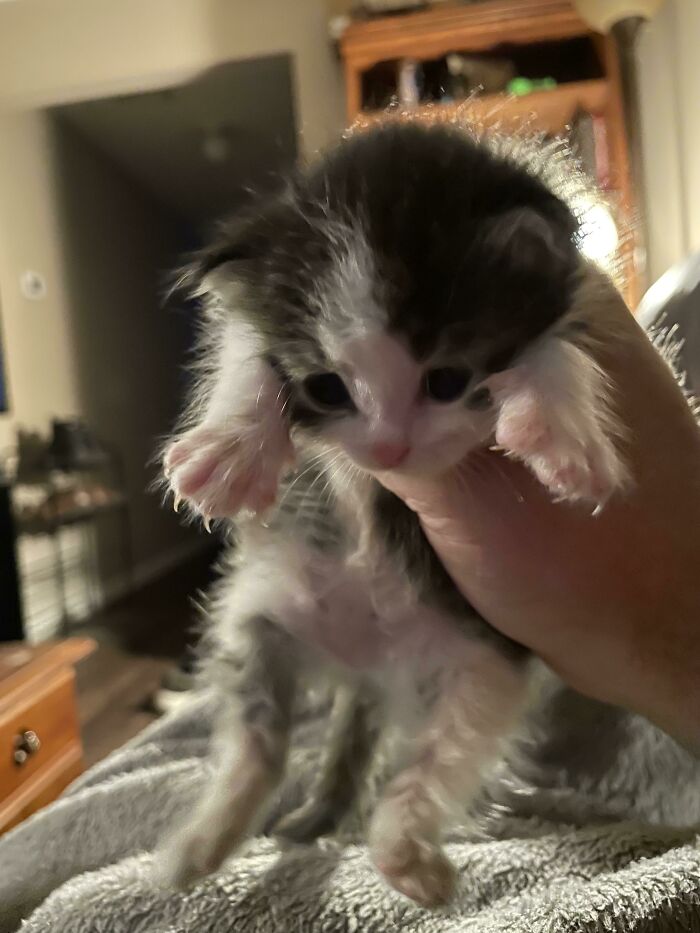 Just An Update For Anyone Who Cares. This Is The Little Dude I Pulled From The Flooded Crawlspace Yesterday. He’s Being Bottle Fed And Making A Recovery. He Seems Healthy And Happy