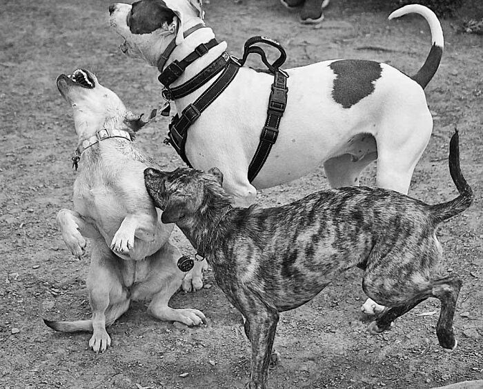 Normal Day At The Dog Park