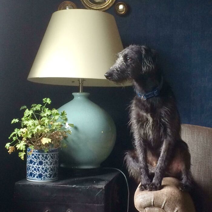 Lurcher Watching The Window For His Chance To Accost The Postie Again