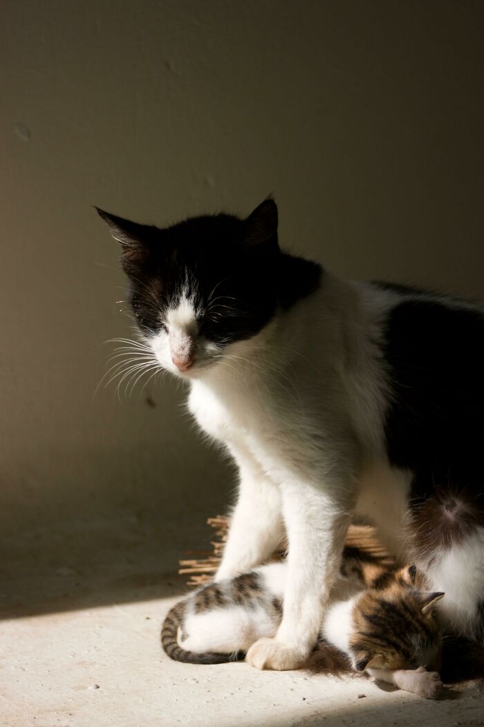 My Cat And Her Kittens