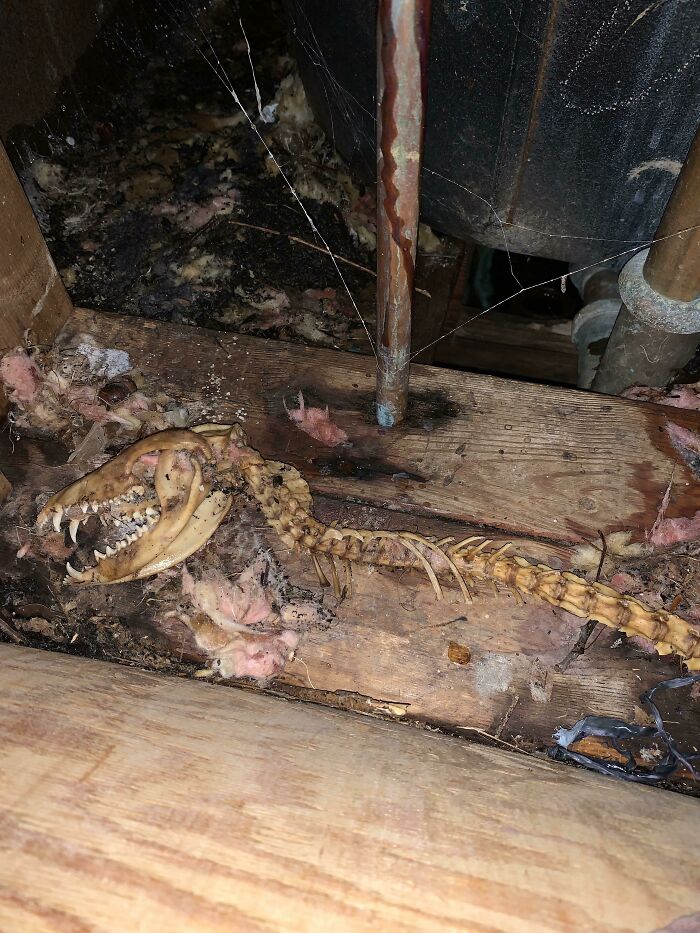 So I Found This In The Wall Working On A Repair Today…