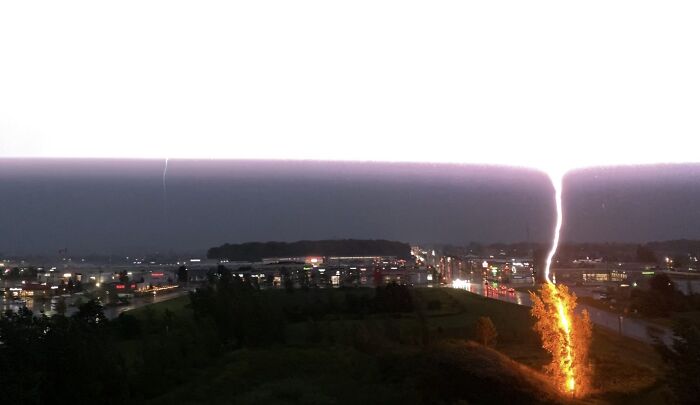 Congratulations To This Tree That Definitely Just Got Superpowers