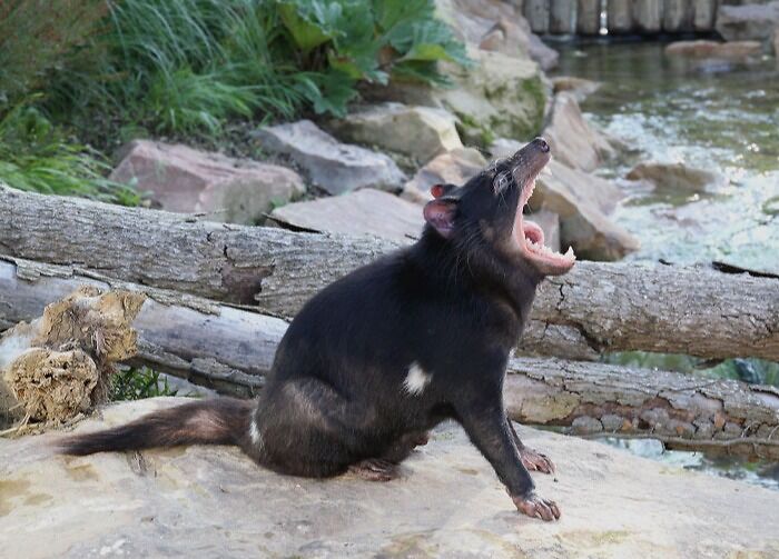 Tasmanian Devil screaming 