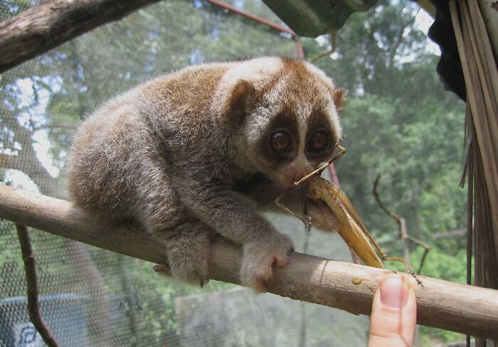 Slow Loris eating a groundhopper 