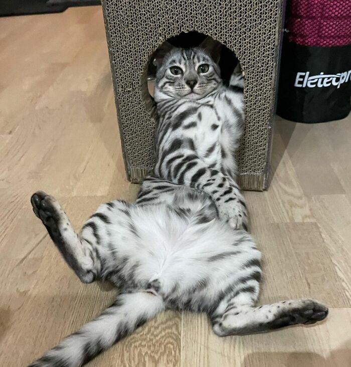 Silver Spotted Bengal Pumi