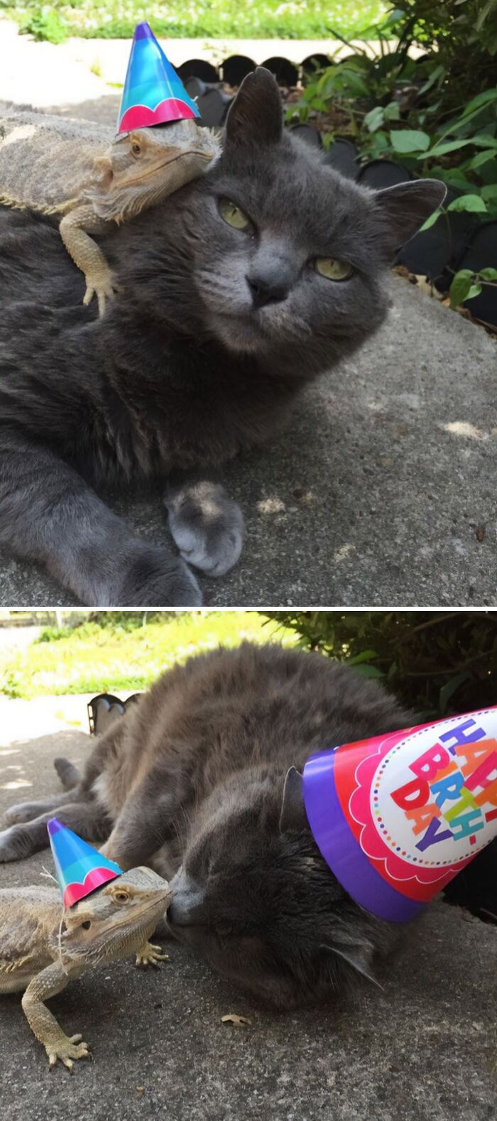 Fat Eli & Ron The Dragon