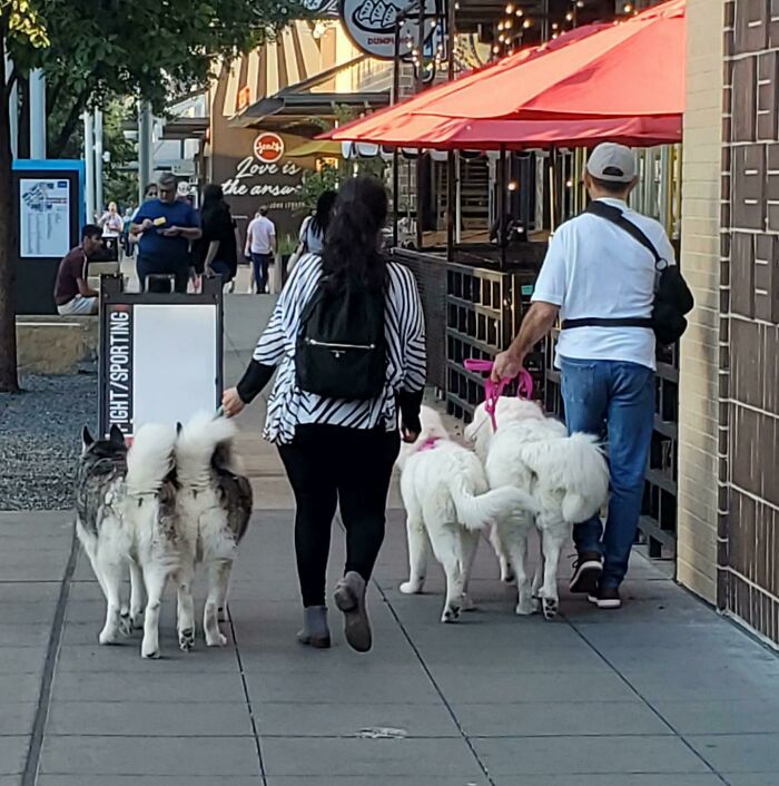 2 pares de perros iguales
