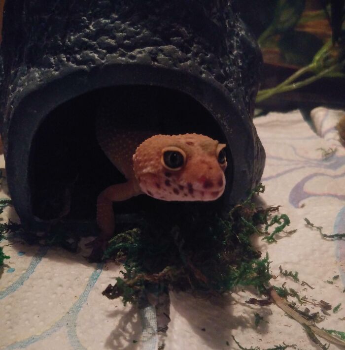 One Cute Gummy Lizard