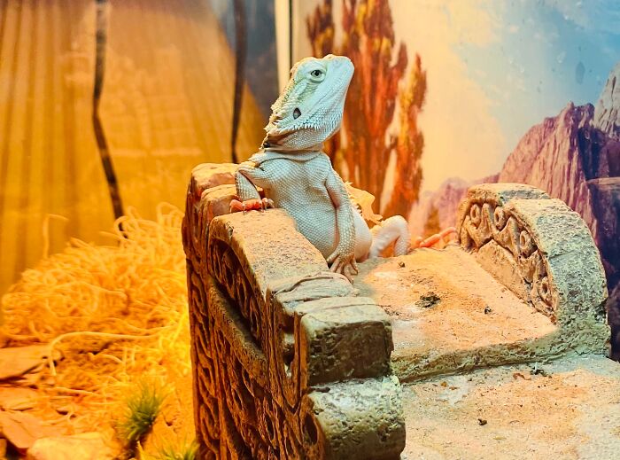 Sexy Pose For The Camera Treeco