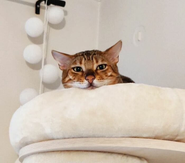 Bengal Cat Named Tikkari