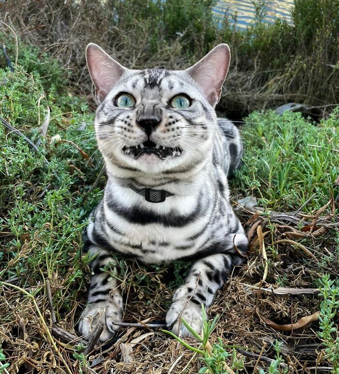 Raiden The Silver Bengal