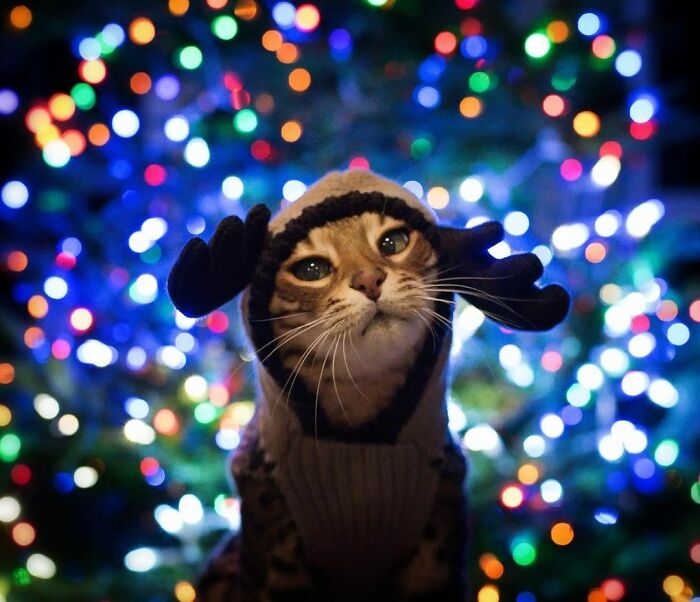 Mango Brown Bengal Kitty Cat