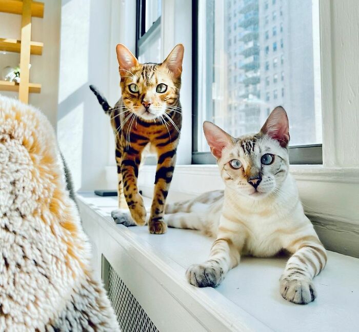 Jungle Boy Elio And Oliver The Snow