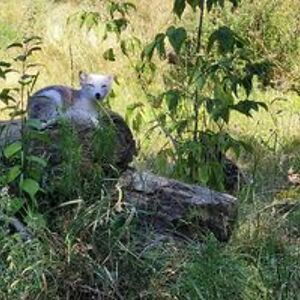 noscentsnonsense avatar