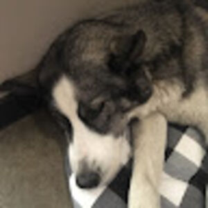 elizabethniawall avatar