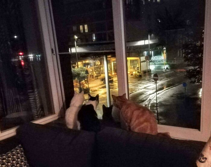 These 4 Are Enjoying The Rain!