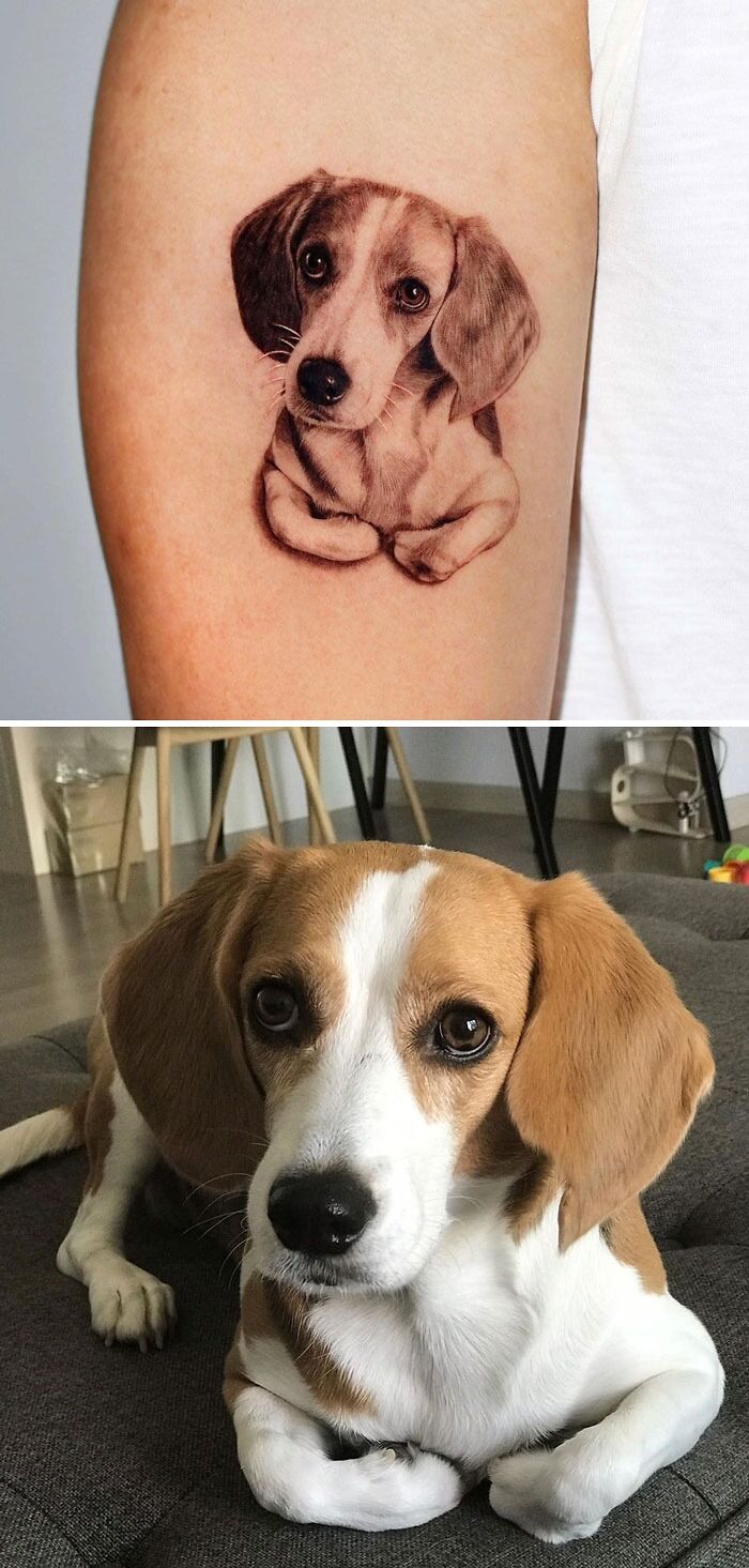 Beagle dog tattoo on arm beside a real beagle, showcasing animal tattoo ideas.