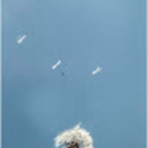 beatrixgyuris avatar