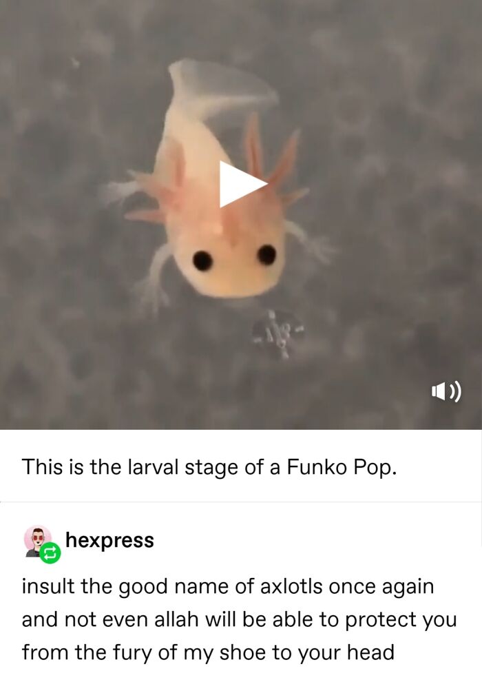 For The Sake Of Your Health, Please Do Not Insult Axolotls