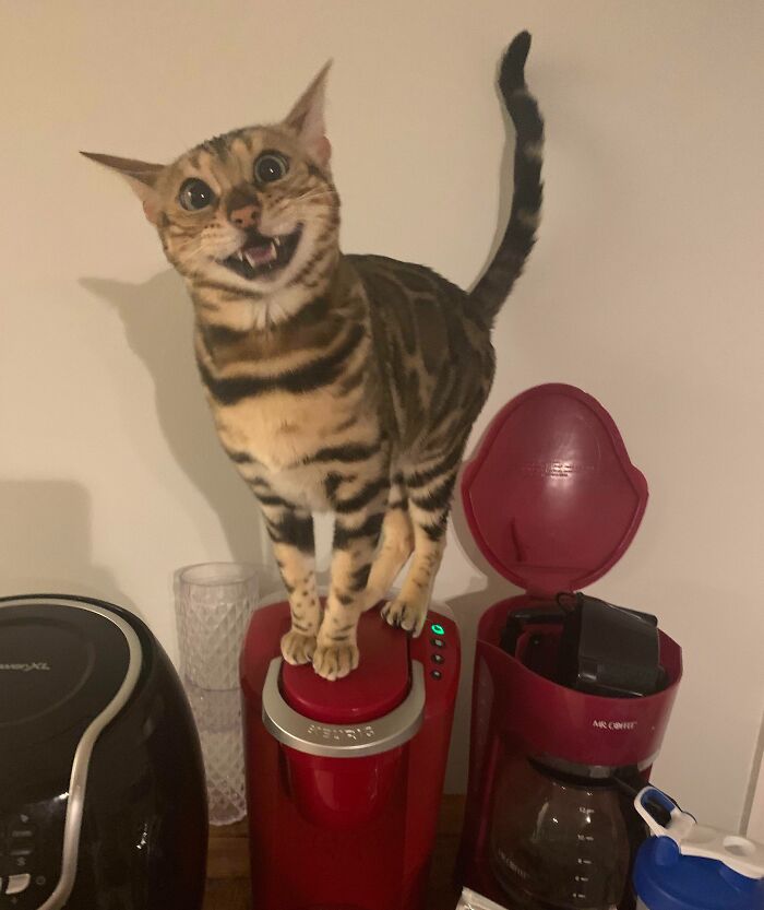 Scout Is Just So Thrilled With Herself!