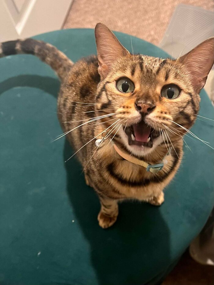 3 Year Old Retired Mama We Adopted. We Named Her Kai. She’s Sweet And Opinionated