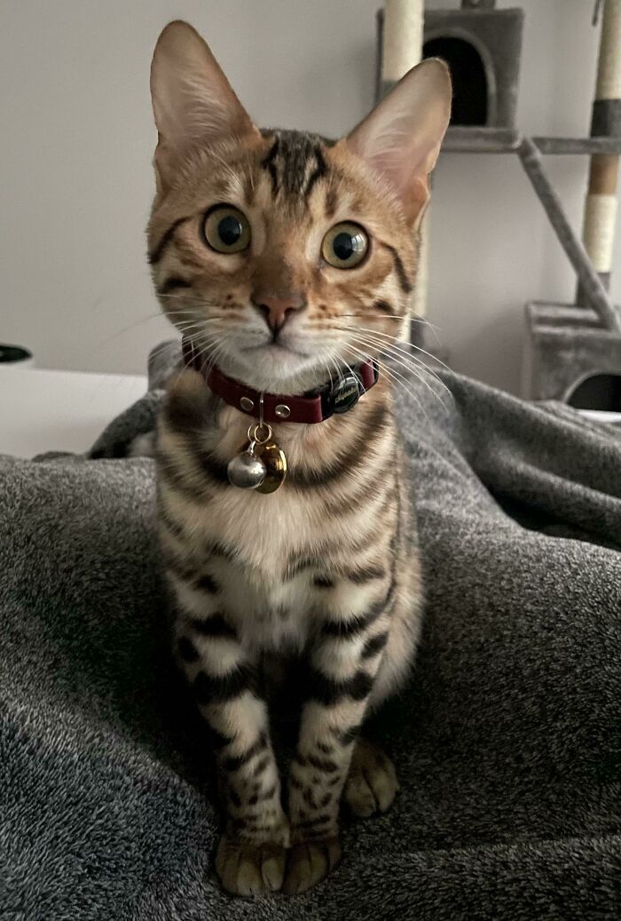 Definitely Not A Lap Cat, But She Sleeps With Me Every Night. Does Anyone Else Have A Similar Experience?