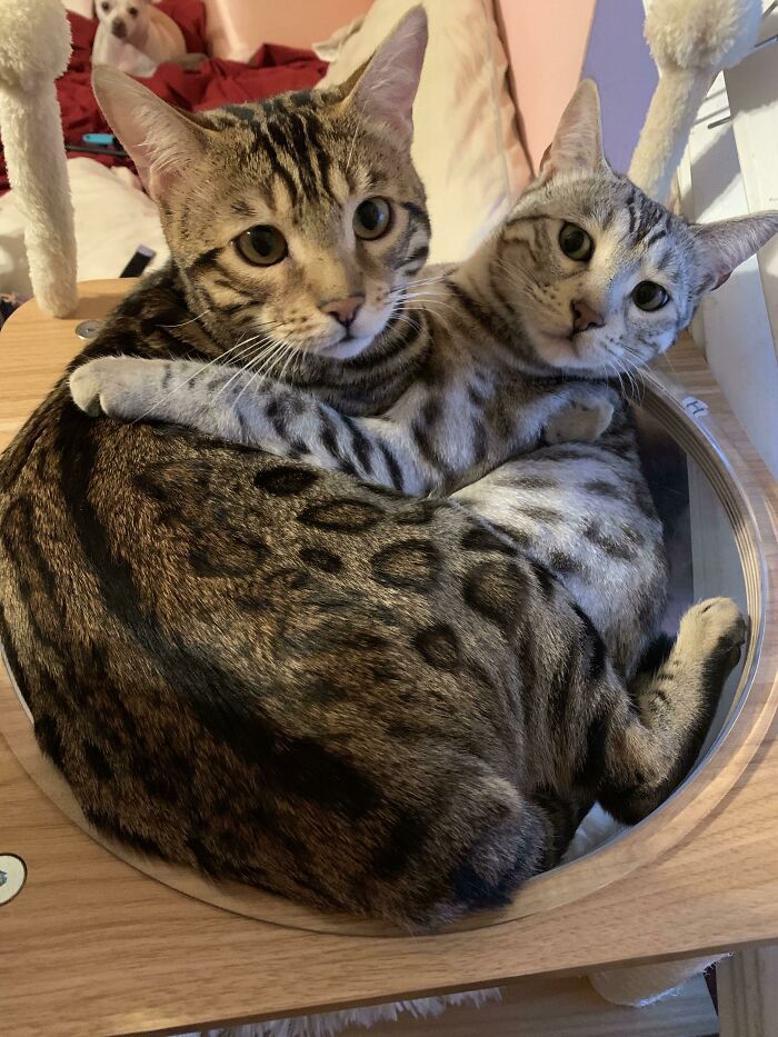 Best Bengals Forever