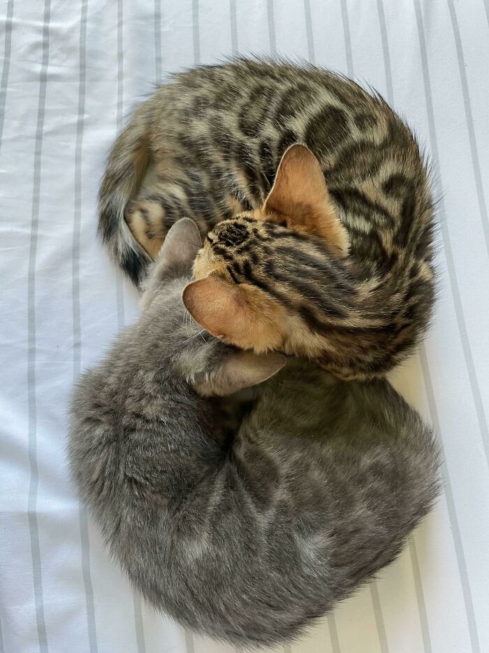 Kona And Kaia Cuddled Like A Little Infinity Sign