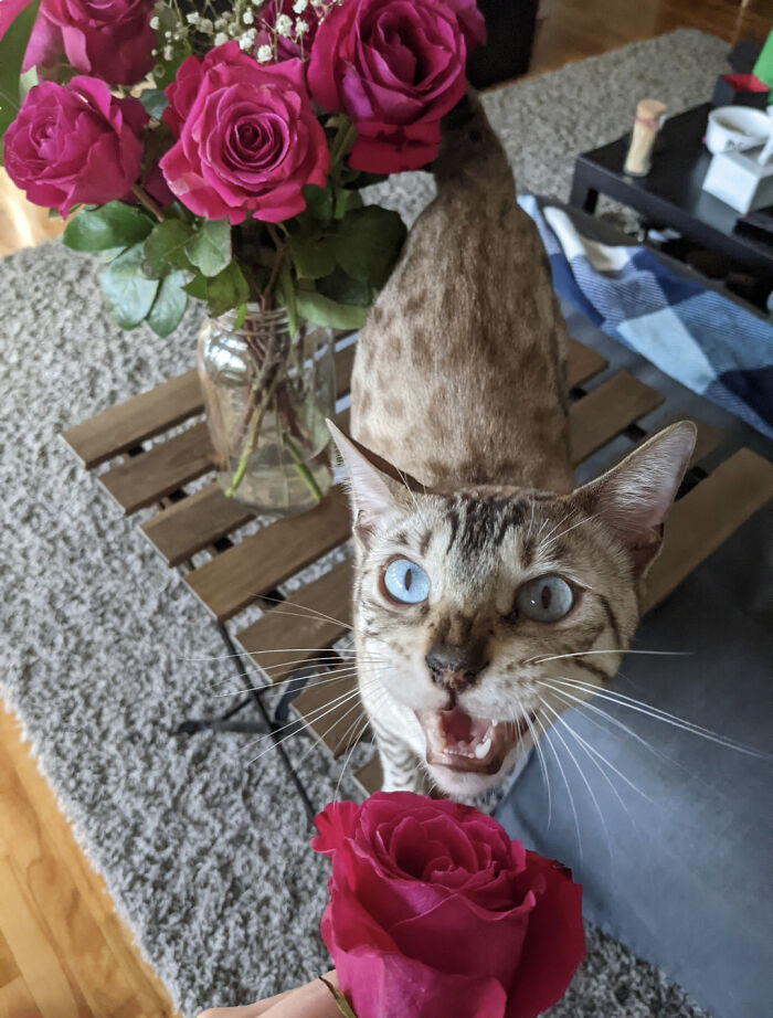 Letting Me Know His Thoughts After A Sniff