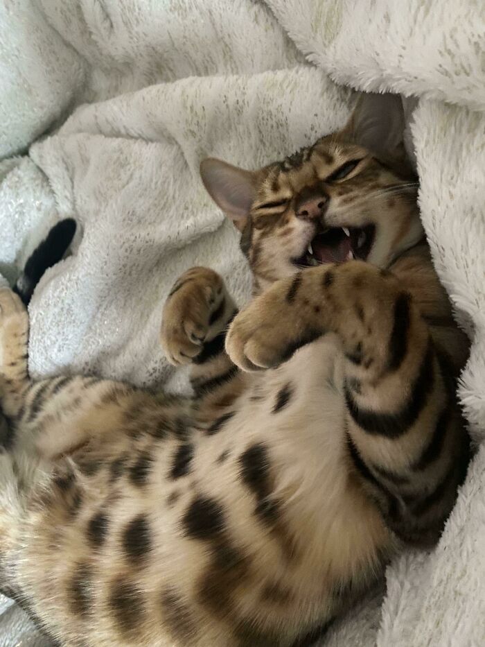 You Know I Had To Pet The Polka Dot Belly