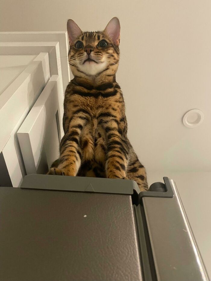 “I’m Taller Than You Now So You Have To Listen To Me, Ok?”