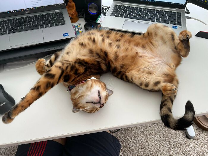 Look At These Vicious Fangs