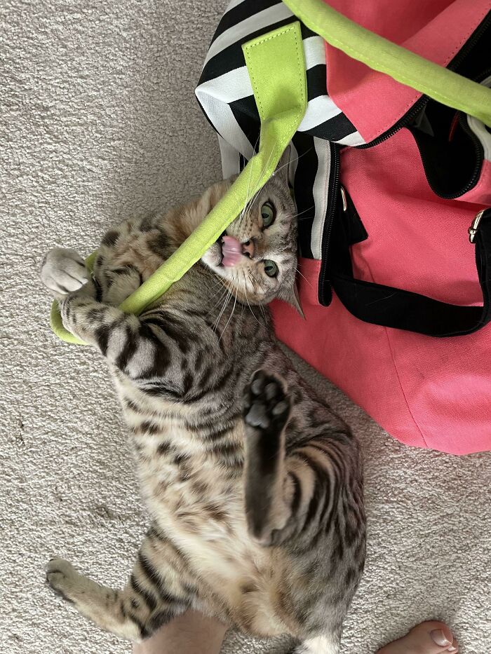 Hazel’s Mortal Enemy, Bag Straps!