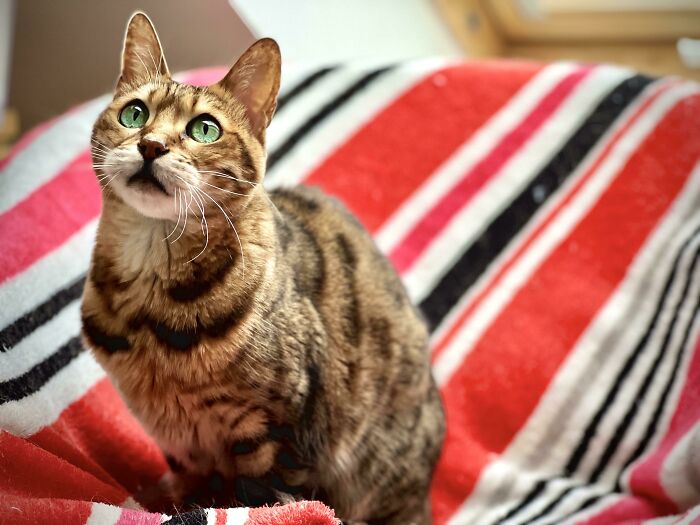 Our Terrified & Abused Rescue Girl, Belle, Is Beginning To Relax After 15 Months Of Love